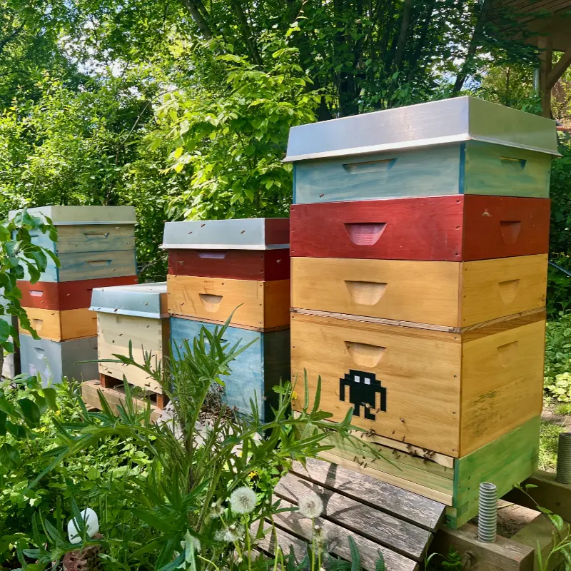 Unser Bienenstand am Stadtrandt von Saarbrücken